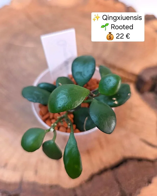 Hoya qingxiuensis, Bewurzelte Pflanze