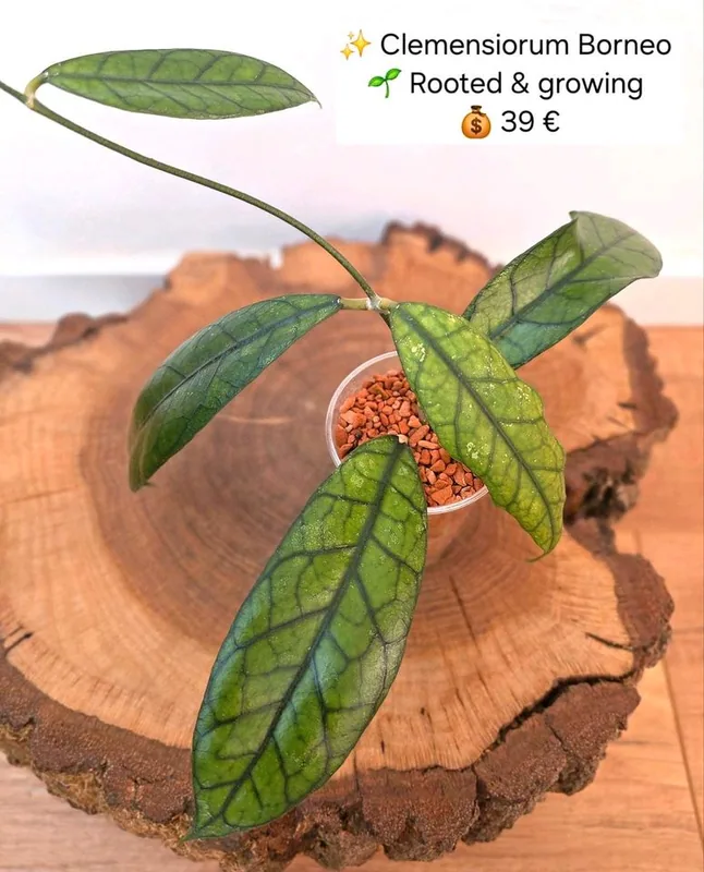 Hoya clemensiorum Borneo, Bewurzelte Pflanze