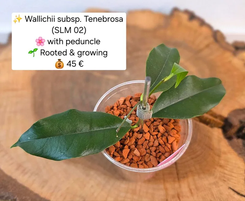 Hoya wallichii Subsp. Tenebrosa SLM 02, Bewurzelte Pflanze