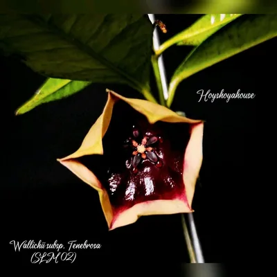 Hoya wallichii Subsp. Tenebrosa SLM 02, Bewurzelte Pflanze