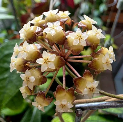 Hoya finlaysonii 'Angel', Steckling