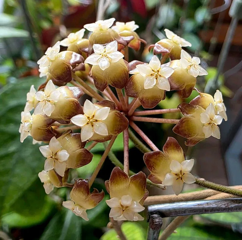 Hoya finlaysonii 'Angel', Steckling