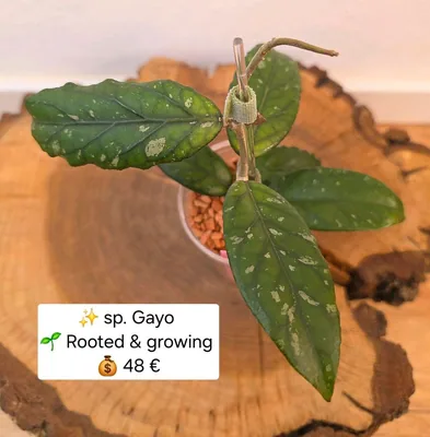 Hoya sp. Gayo, Bewurzelte Pflanze