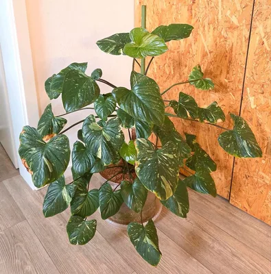 Homalomena rubescens Pink Mutation Variegata, Bewurzelte Pflanze