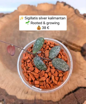 Hoya sigillatis Silver Kalimantan, Bewurzelte Pflanze