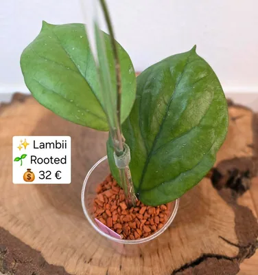 Hoya lambii, Steckling