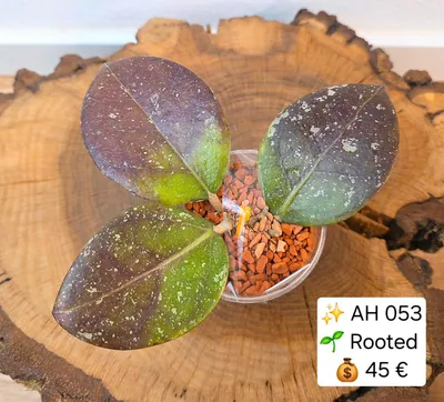 Hoya AH 053, Bewurzelte Pflanze