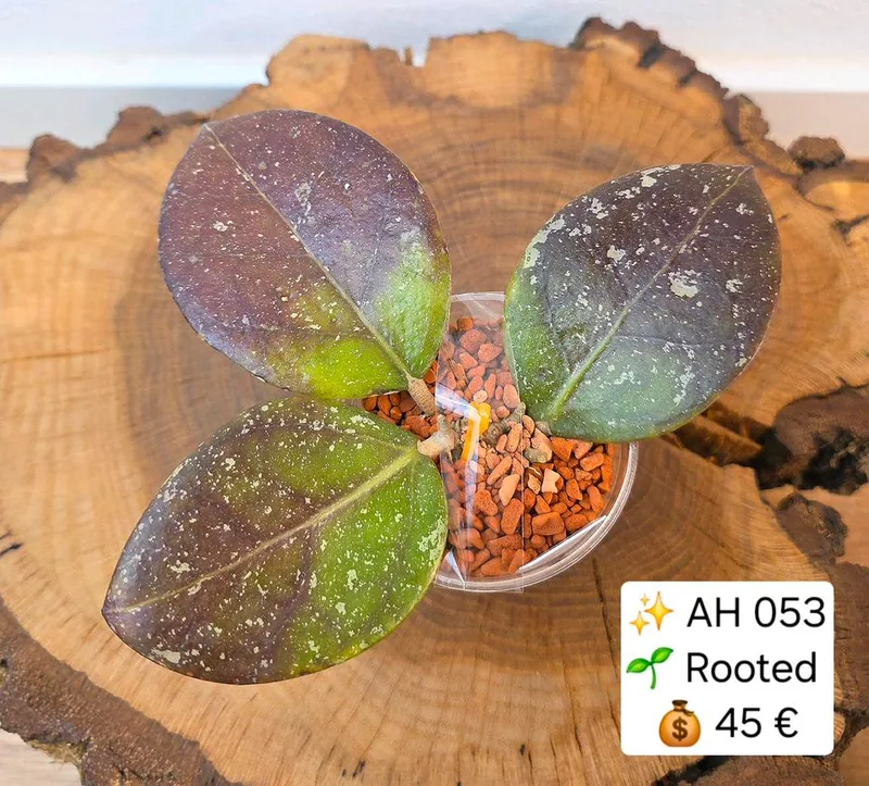 Hoya AH 053, Bewurzelte Pflanze