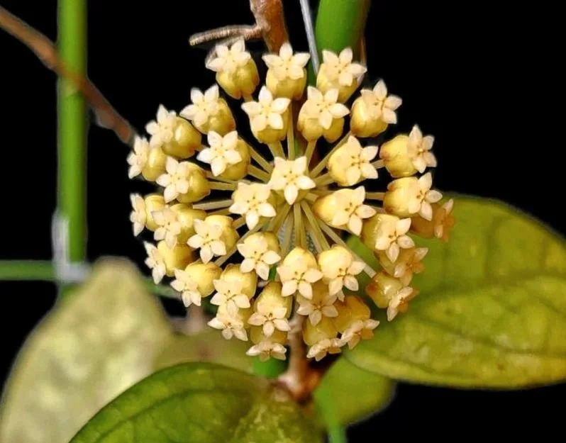 Hoya incrassata x Finlaysonii, Bewurzelte Pflanze