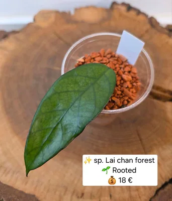 Hoya sp. LAI Chan Forest, Steckling