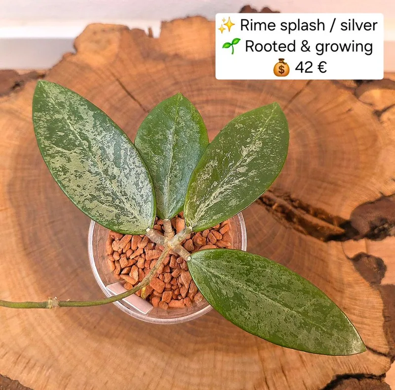 Hoya rime Splash, Bewurzelte Pflanze
