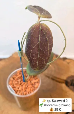 Hoya sp. Sulawesi 2, Steckling