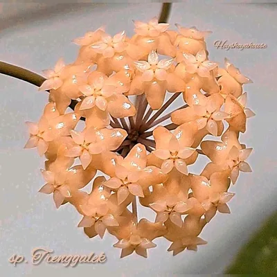 Hoya sp. Trenggalek, Steckling