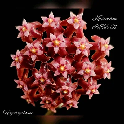 Hoya kasembon, Bewurzelte Pflanze