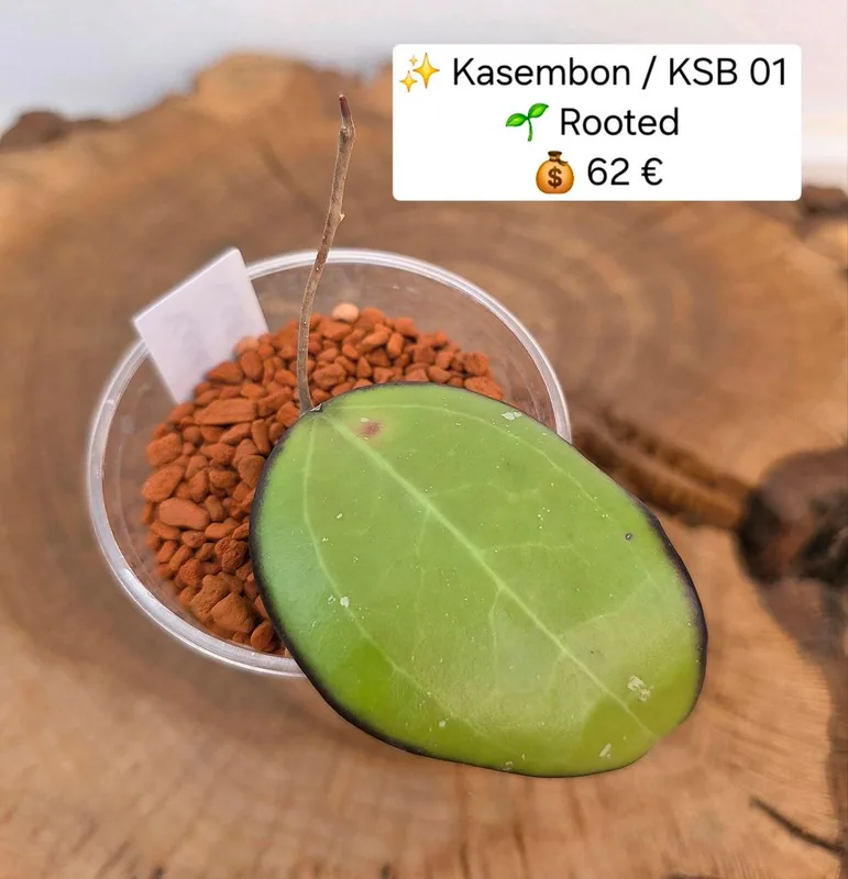 Hoya kasembon, Bewurzelte Pflanze