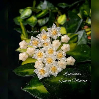 Hoya lacunosa Queen Midori, Bewurzelte Pflanze