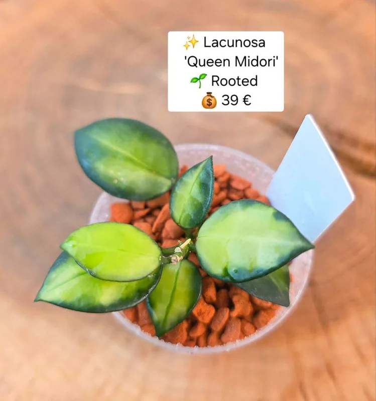 Hoya lacunosa Queen Midori, Bewurzelte Pflanze