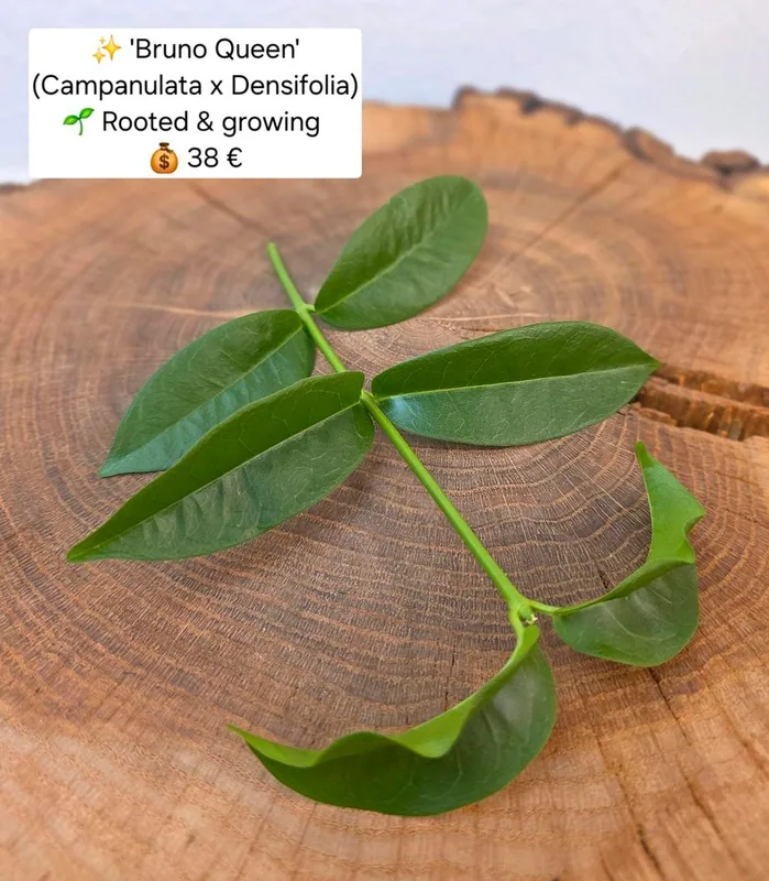 Hoya 'Bruno Queen' (Campanulata x Densifolia), Bewurzelte Pflanze
