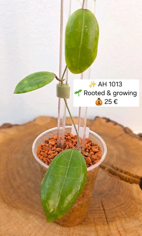 Hoya AH 1013, Bewurzelte Pflanze