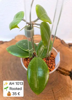 Hoya AH 1013, Bewurzelte Pflanze