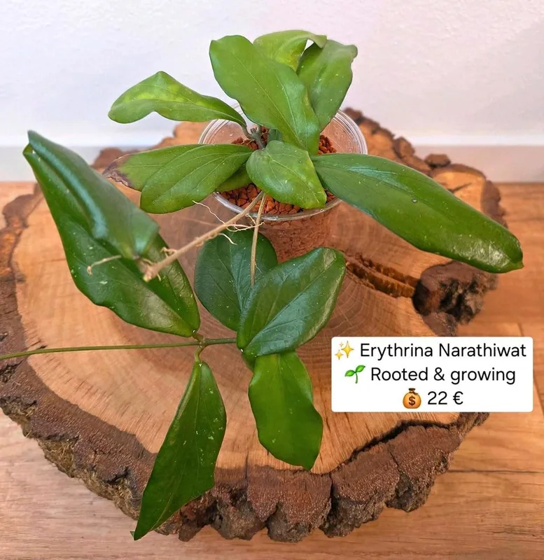 Hoya erythrina Narathiwat, Bewurzelte Pflanze