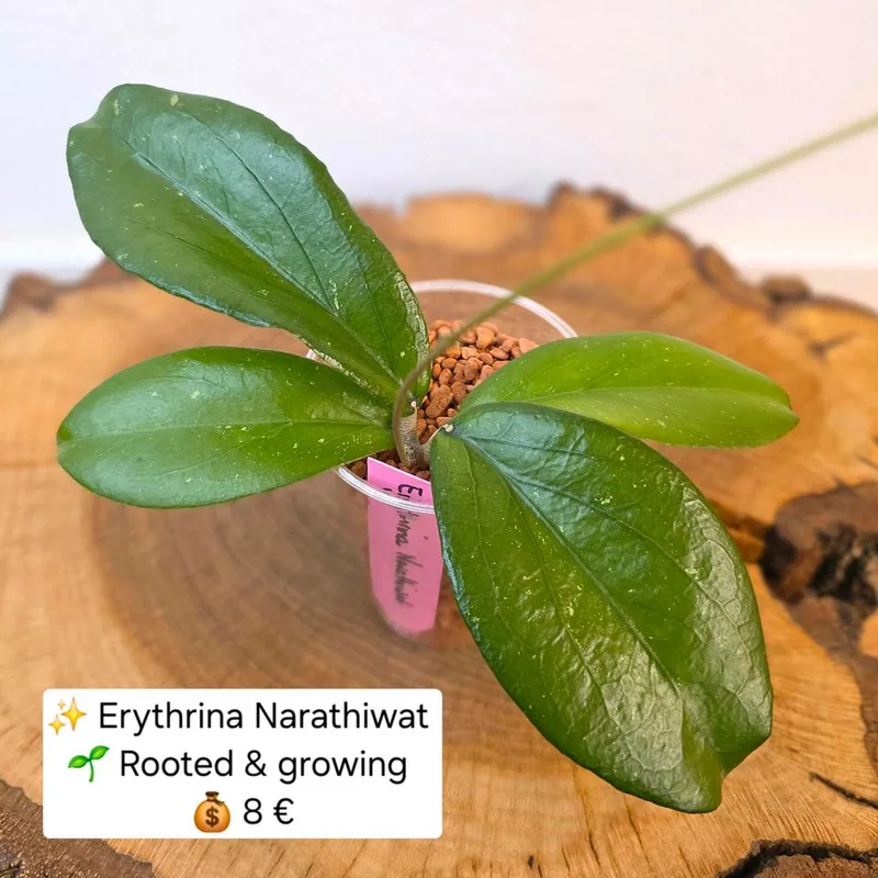 Hoya erythrina Narathiwat, Bewurzelte Pflanze