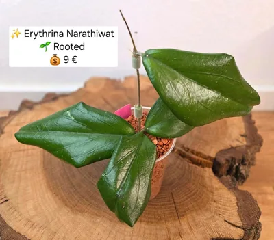 Hoya erythrina Narathiwat, Bewurzelte Pflanze