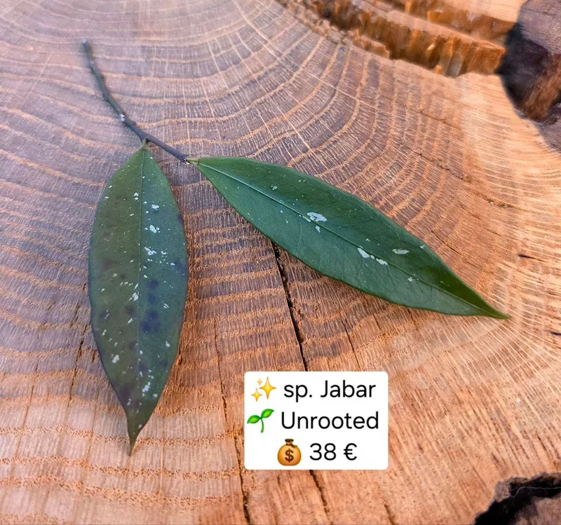 Hoya sp. Jabar, Steckling