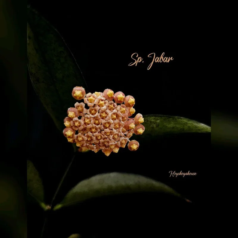 Hoya sp. Jabar, Steckling