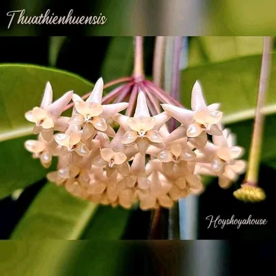 Hoya thuathienhuensis, Steckling