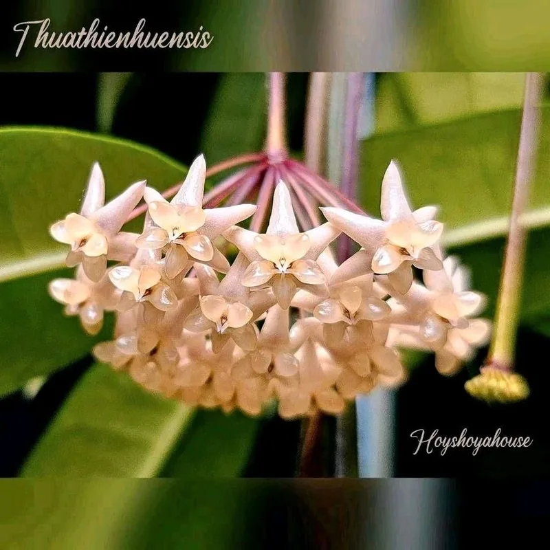 Hoya thuathienhuensis, Steckling