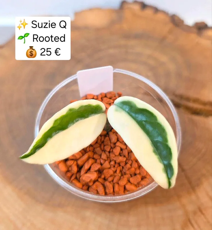Hoya suzie Q, Bewurzelte Pflanze