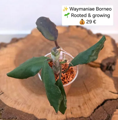 Hoya waymaniae Borneo, Bewurzelte Pflanze