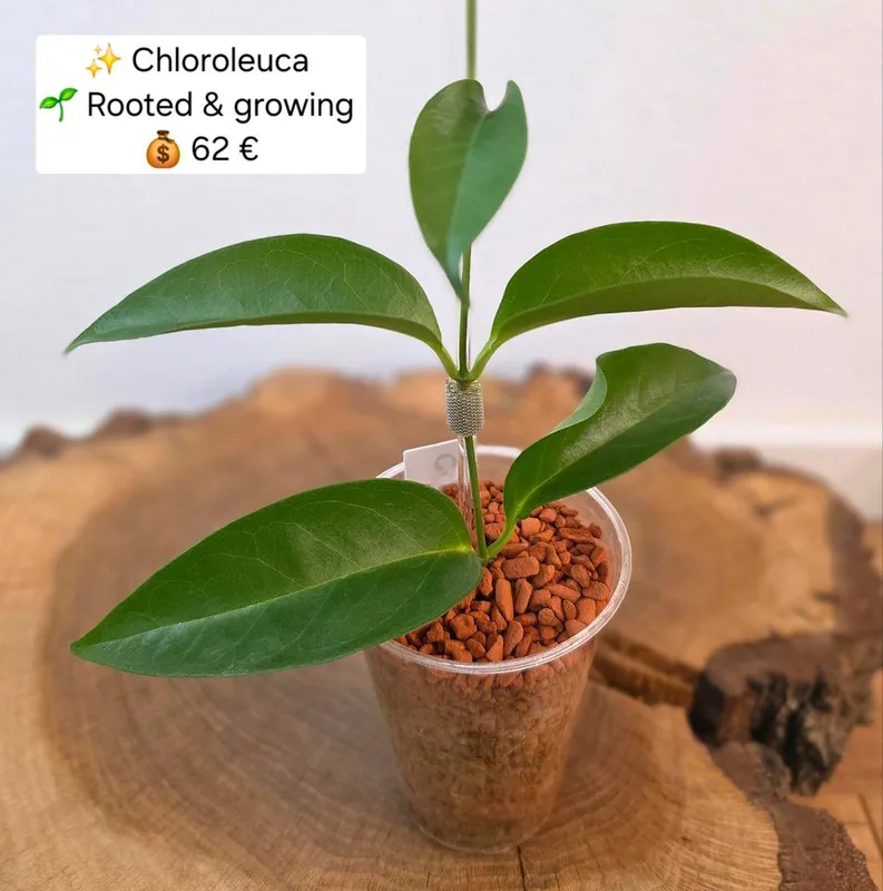 Hoya chloroleuca, Bewurzelte Pflanze