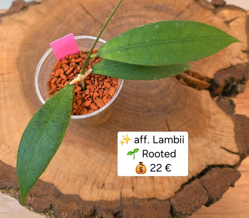 Hoya aff. Lambii, Bewurzelte Pflanze