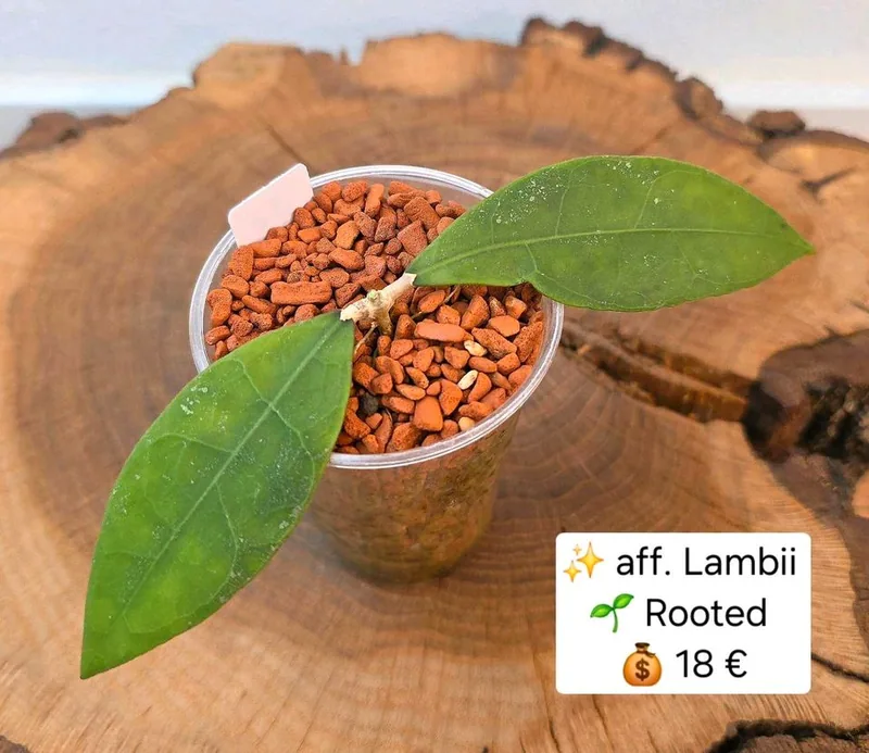 Hoya aff. Lambii, Bewurzelte Pflanze