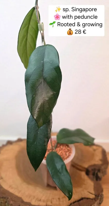 Hoya sp. Singapore, Steckling