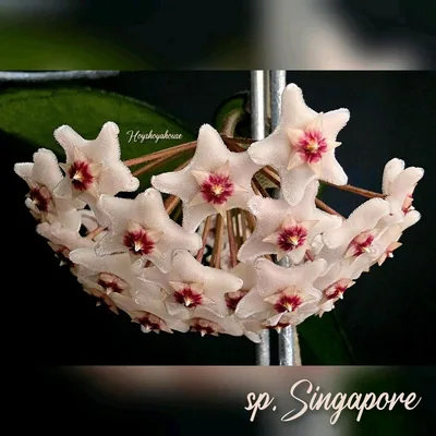 Hoya sp. Singapore, Steckling