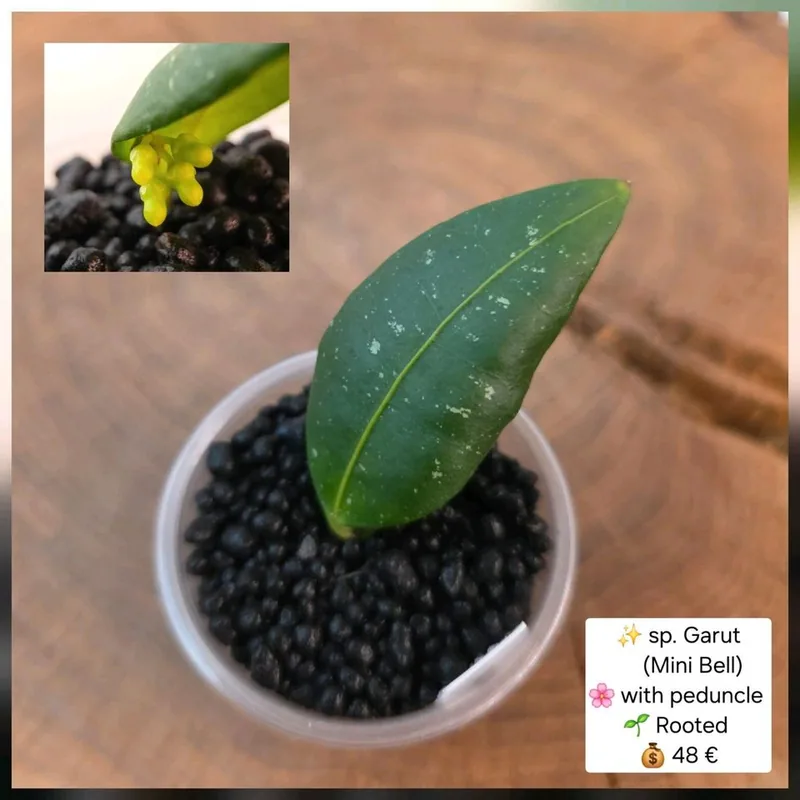 Hoya sp. Garut Mini Bell, Steckling