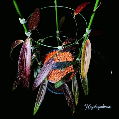 Hoya rindu Rafflesia Splash, Bewurzelte Pflanze