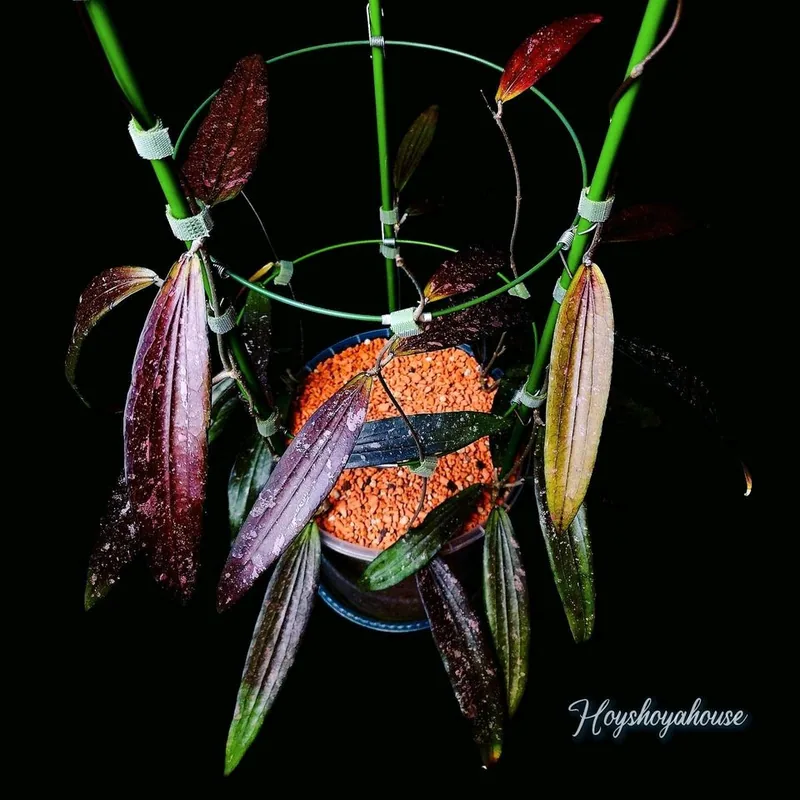 Hoya rindu Rafflesia Splash, Bewurzelte Pflanze