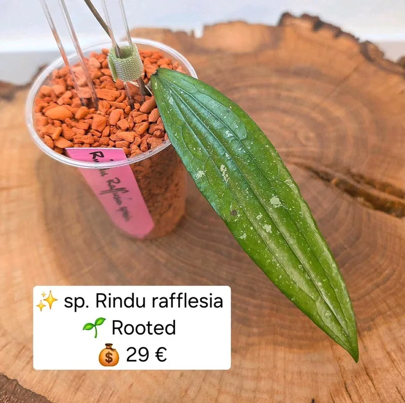 Hoya rindu Rafflesia Splash, Bewurzelte Pflanze