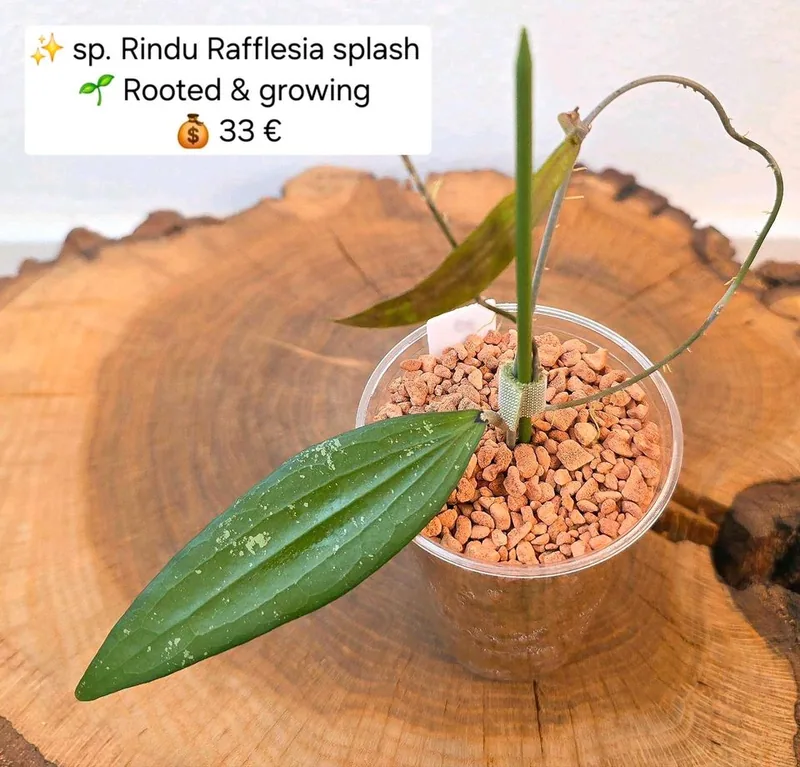 Hoya rindu Rafflesia Splash, Bewurzelte Pflanze