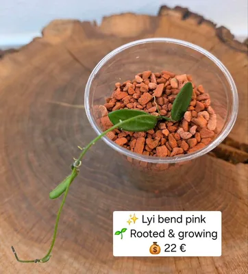 Hoya LYI Bend Pink, Steckling