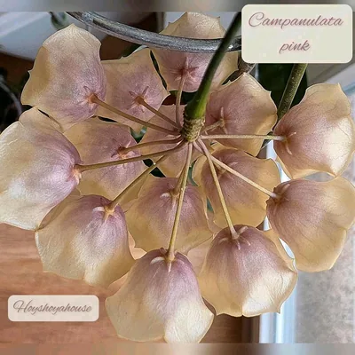 Hoya campanulata Pink, Steckling