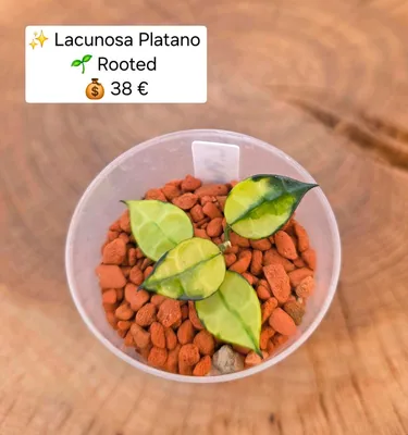 Hoya lacunosa Platano, Steckling