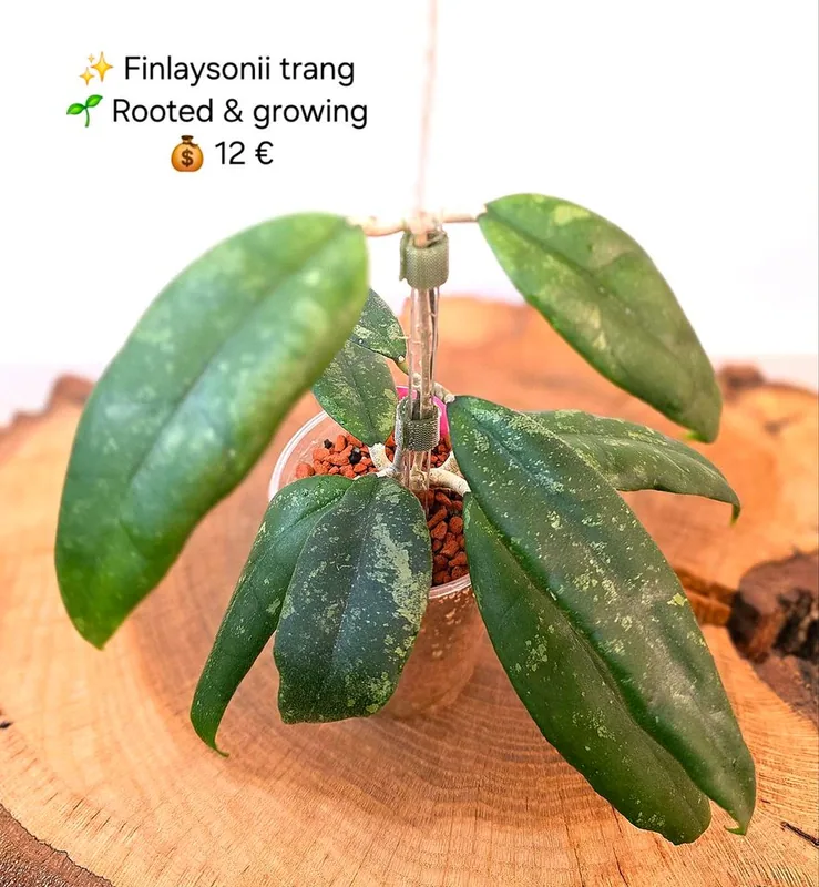 Hoya finlaysonii 'Trang', Bewurzelte Pflanze
