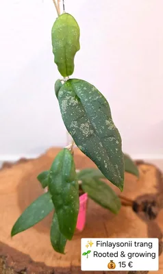 Hoya finlaysonii 'Trang', Bewurzelte Pflanze
