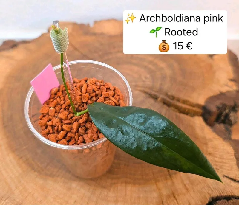 Hoya archboldiana Pink, Bewurzelte Pflanze