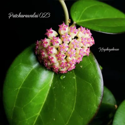 Hoya patcharawalai 023 (ex. Icensis), Bewurzelte Pflanze